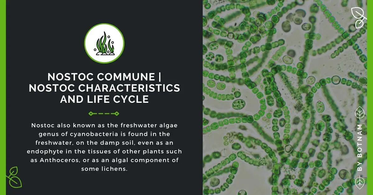 nostoc-fresh-water-algae