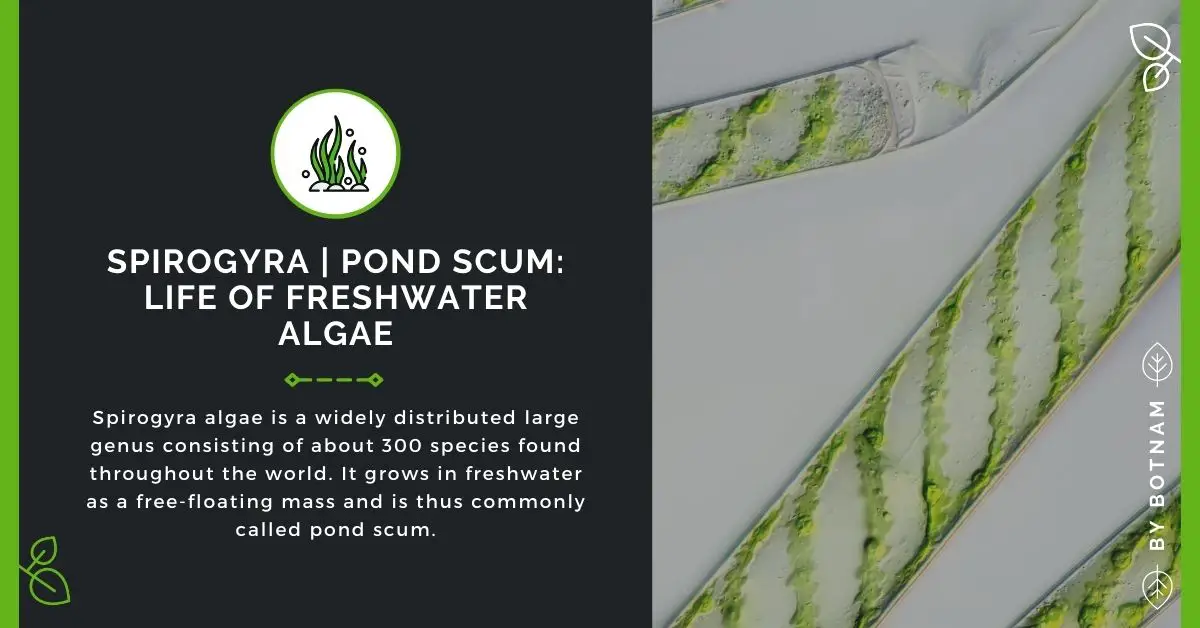 spirogyra