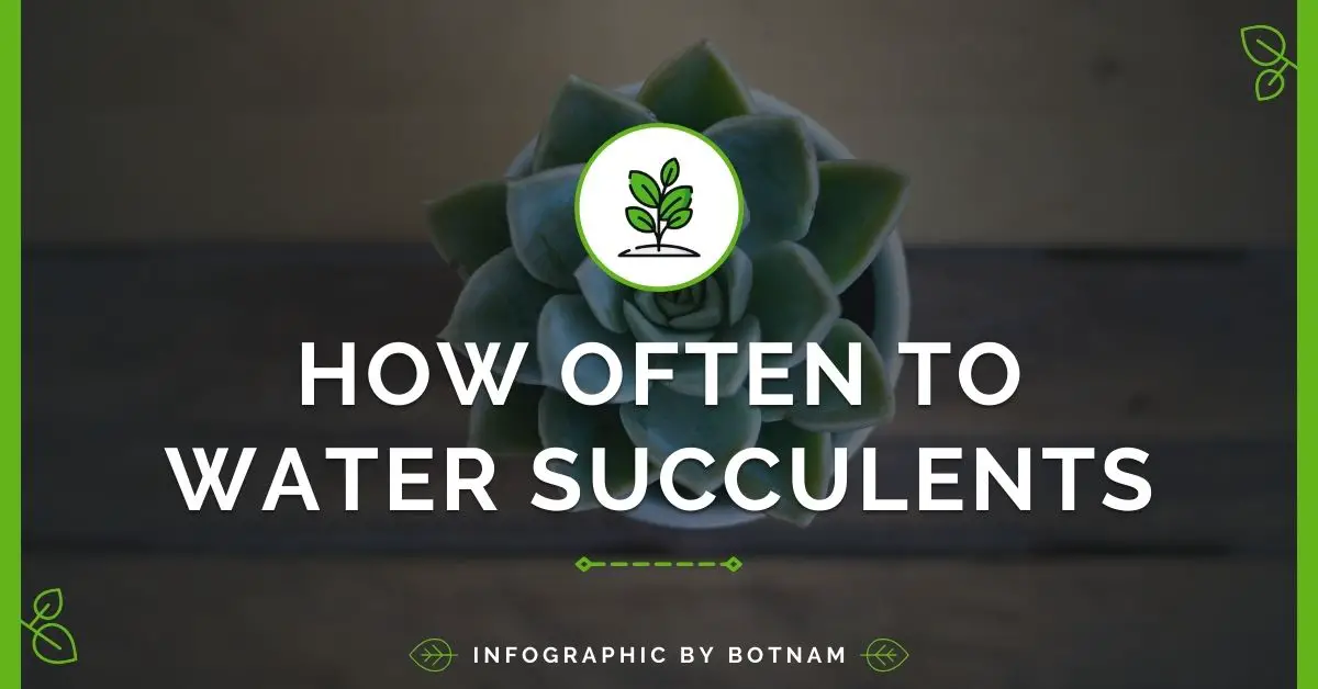 how-to-water-succulent-plants